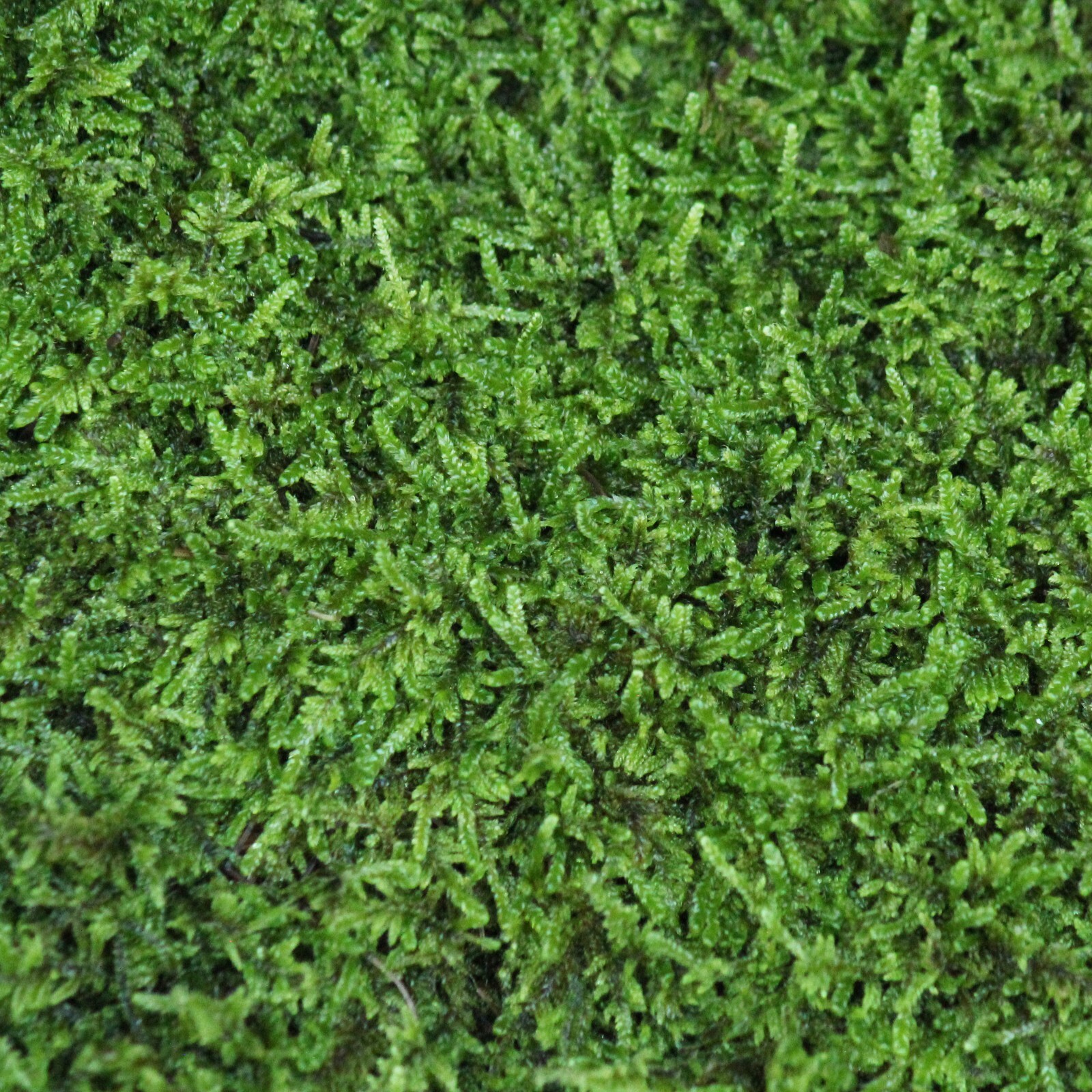 Live brocade cypress moss sheet 10×20″ Top quality Vivarium bonsai groundcover +