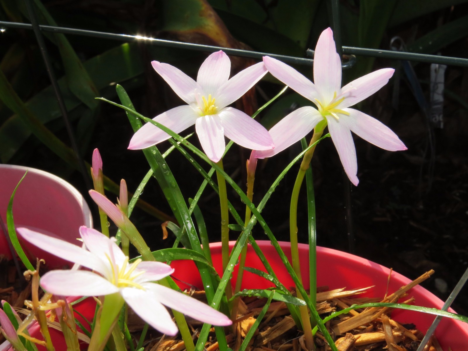 Rain Lily, Zephyranthes First Love, 3 bulbs, NEW, RARE, habranthus