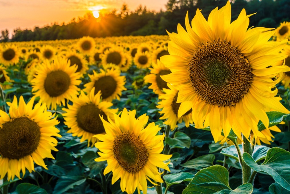 PREMIUM Black Oil Sunflower Seeds 2024 | Planting Garden Flowers bird feed plant