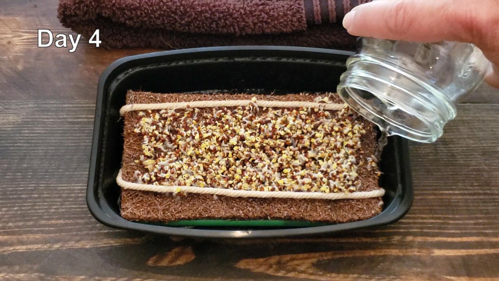 Microgreen Grow Kit – Basic Salad Mix