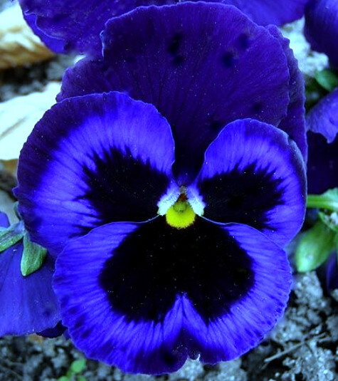 Blue Pansy Seeds, Ullswater, Blue Viola Seeds, Blue Pansies, Heirloom Seeds 50ct