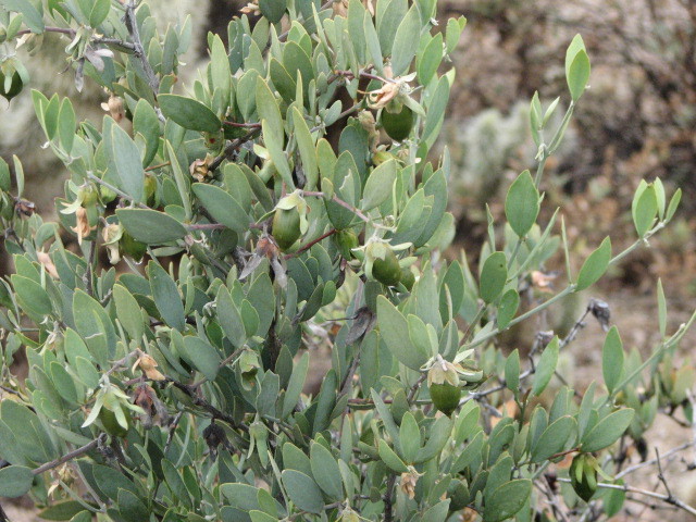 Jojoba, Simmondsia chinensis, Seeds (Edible, Long Lived Desert Shrub, Hedge)
