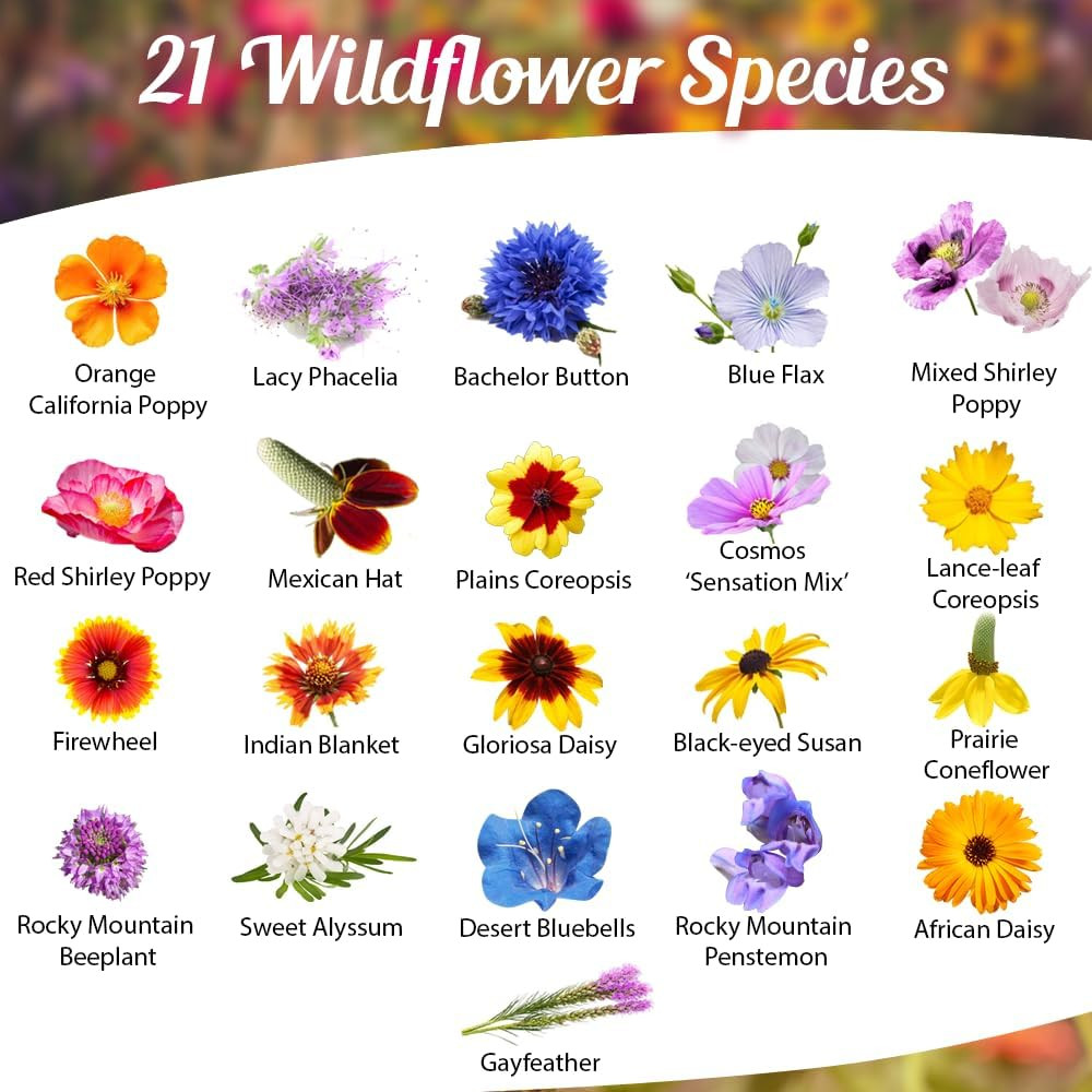 Drought Tolerant Wildflower Seeds – 4Oz Packet, Open-Pollinated Bulk Flower Seed