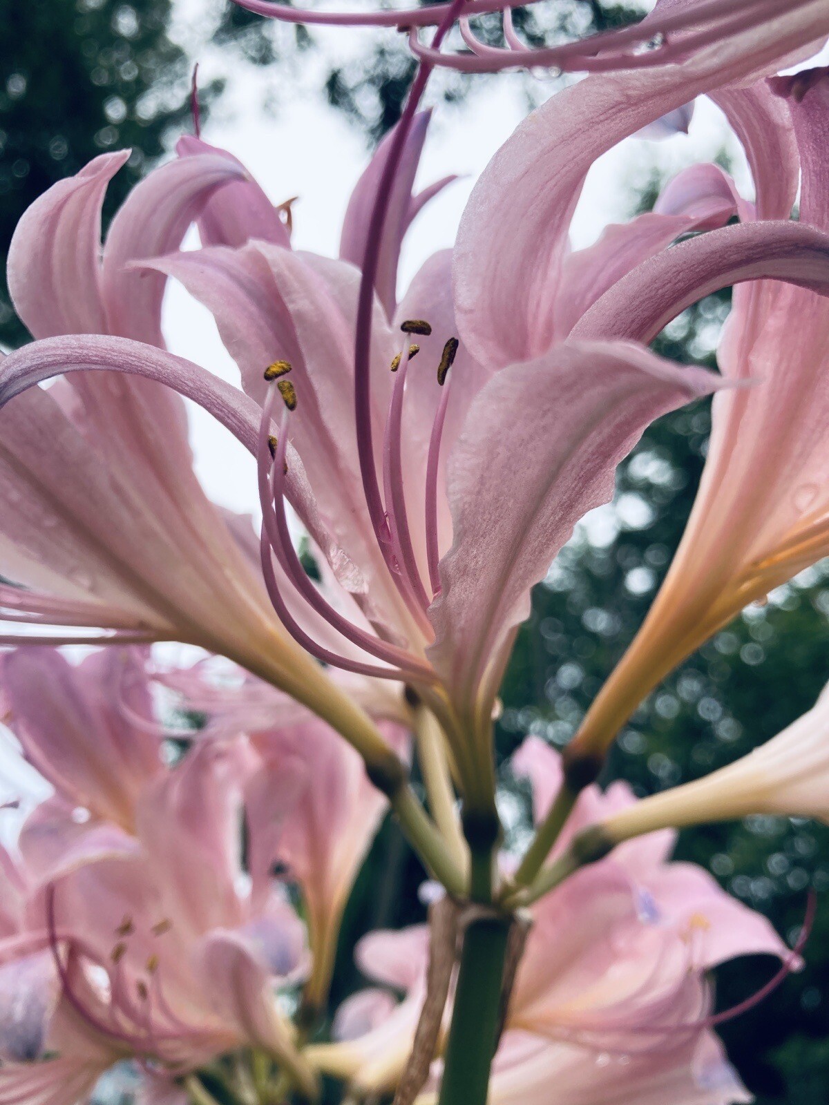 5 Bulbs Lycoris Squamigera Resurrection Lily Surprise Lily Naked Ladies