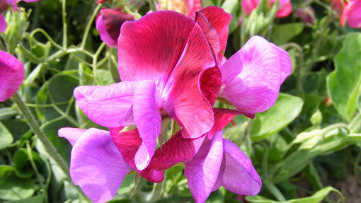 Fragrant Sweet Pea Royal Family Mix, Lathyrus odoratus, Annual Vine Seeds
