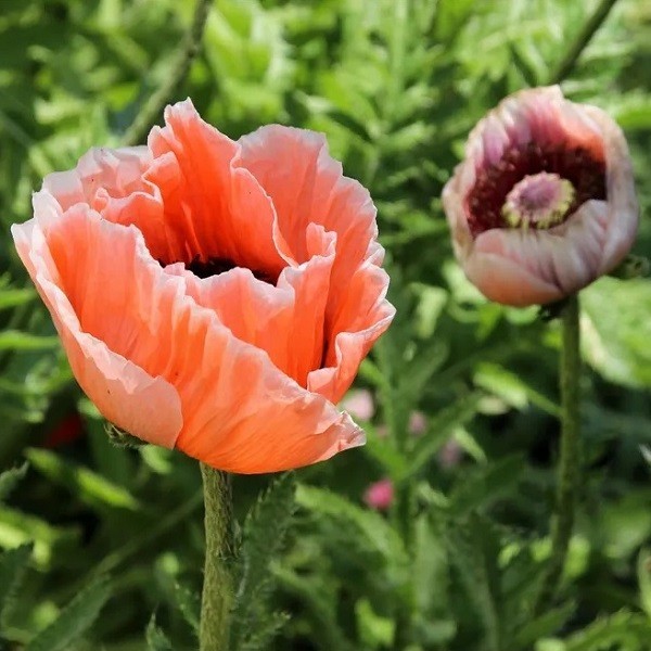 Papaver Orientale Poppy Seeds For Planting Mixed Colors Giant Perennial Flowers