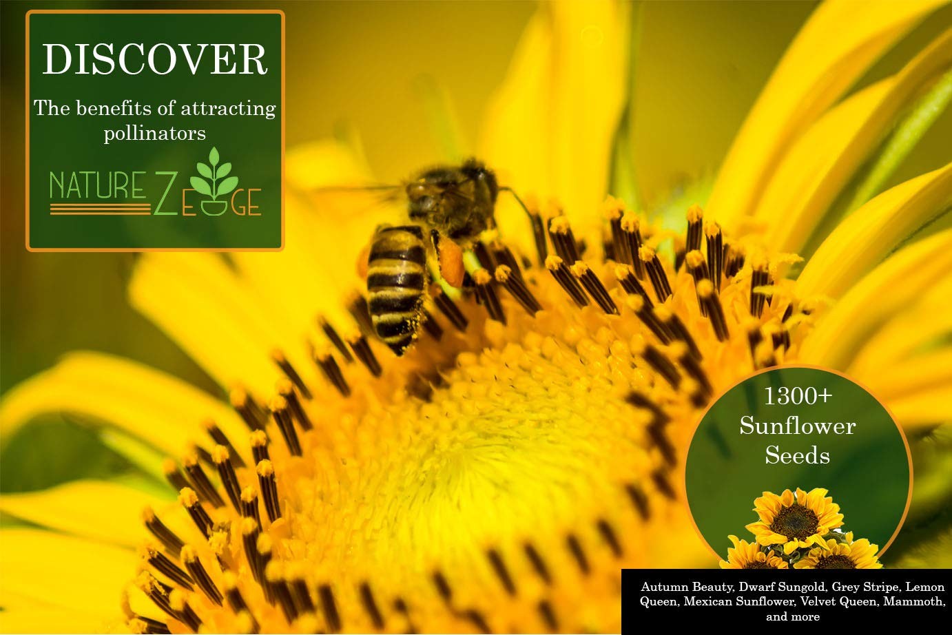 2600+ Sunflower Seeds for Planting Bulk Variety Pack, Get More Sunflower Seed…