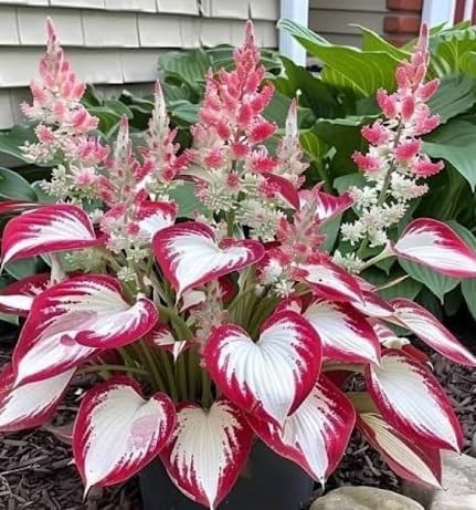 100+ Hosta Seeds for Planting Outdoors, Rare Flower Seeds, Shade Loving Hosta…