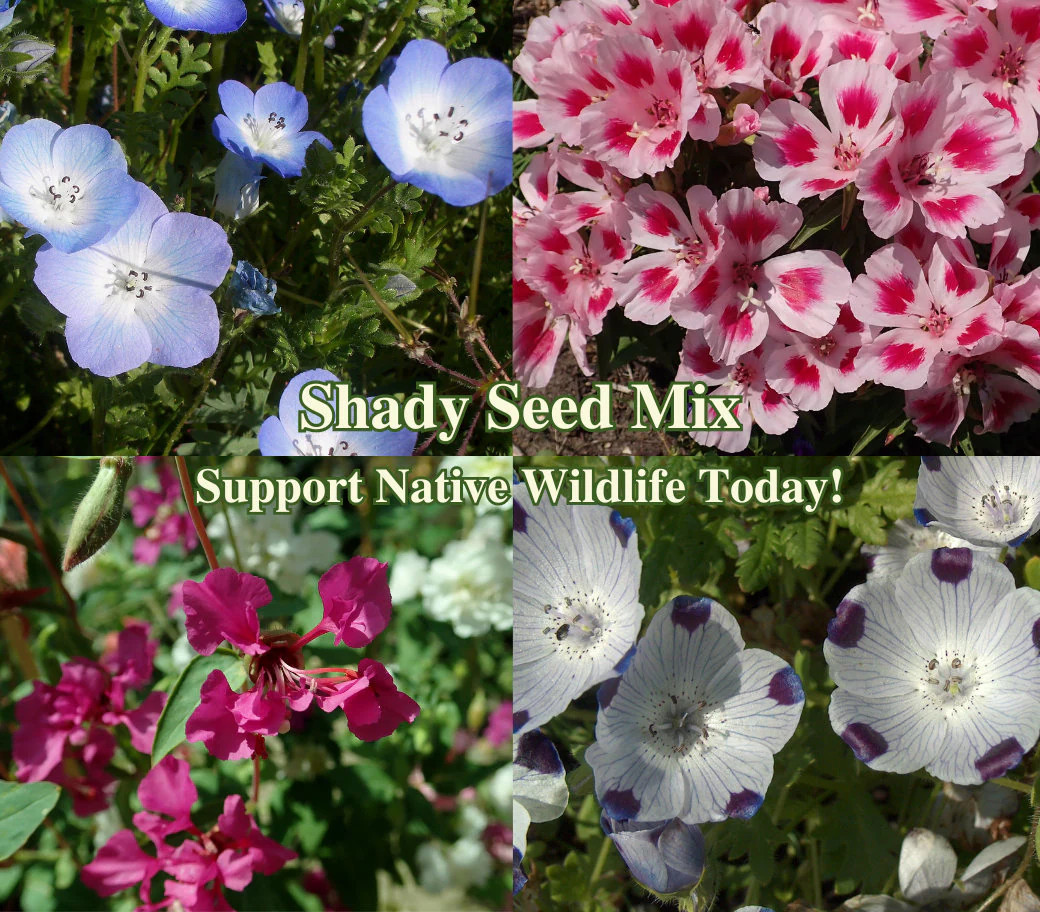 Shade Flower Seed Mix for Shade Flowers Gardens American Native Seeds for Pollin