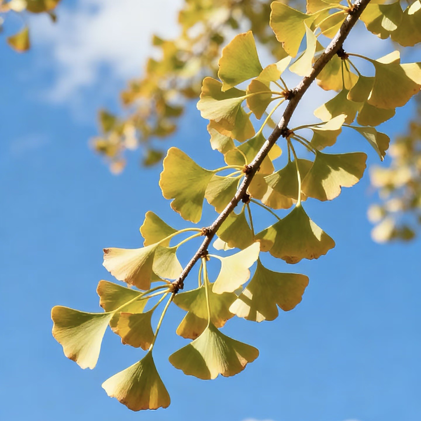 Ginkgo Biloba Tree Maidenhair Tree Fossil Silver 6” hight plant
