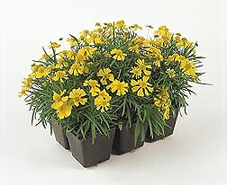 Helenium Dakota Gold 100 seeds
