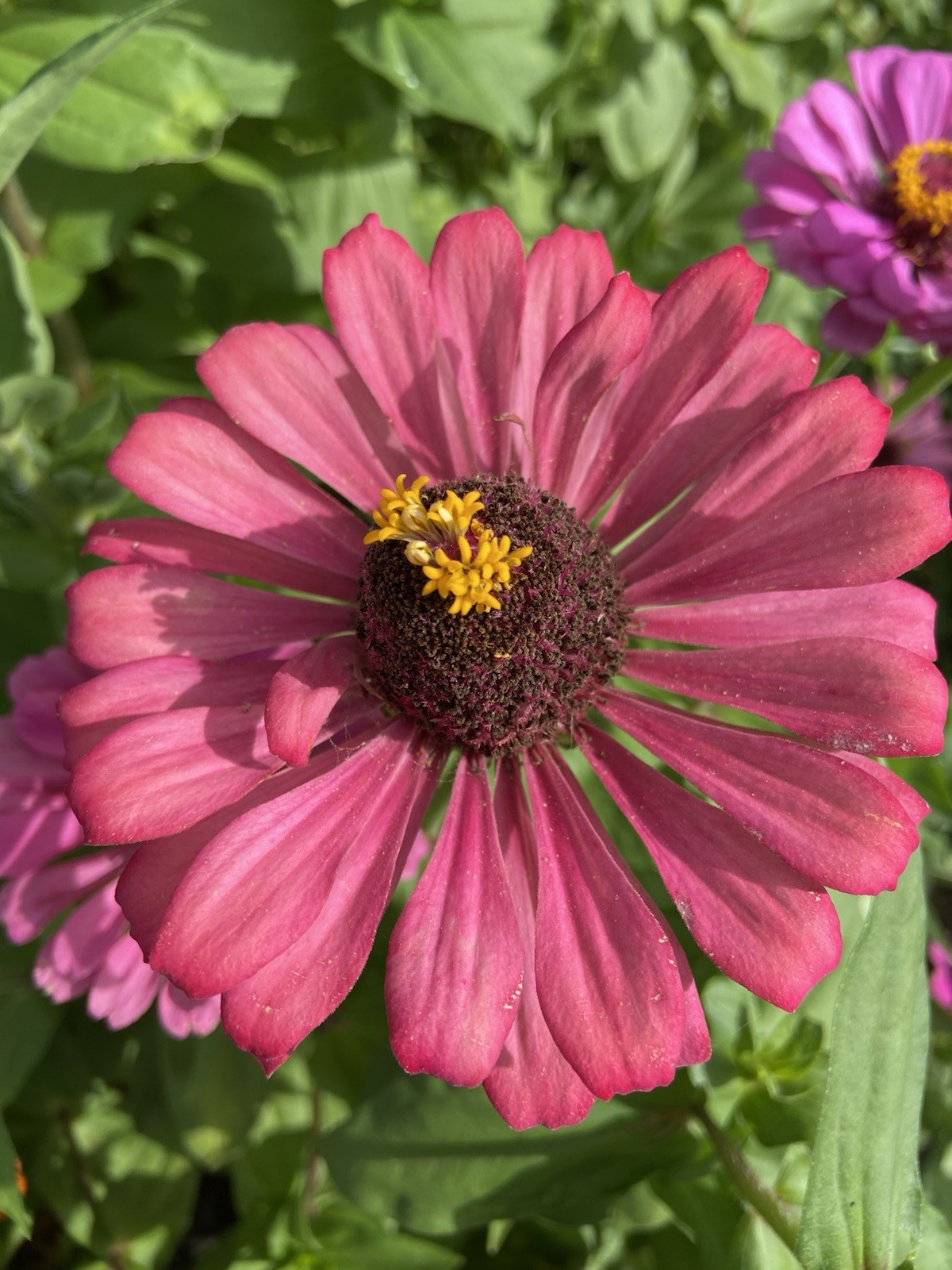 ZINNIA – 50 Fresh Seeds – Mixed Colors – GORGEOUS Blooms!! FREE Shipping
