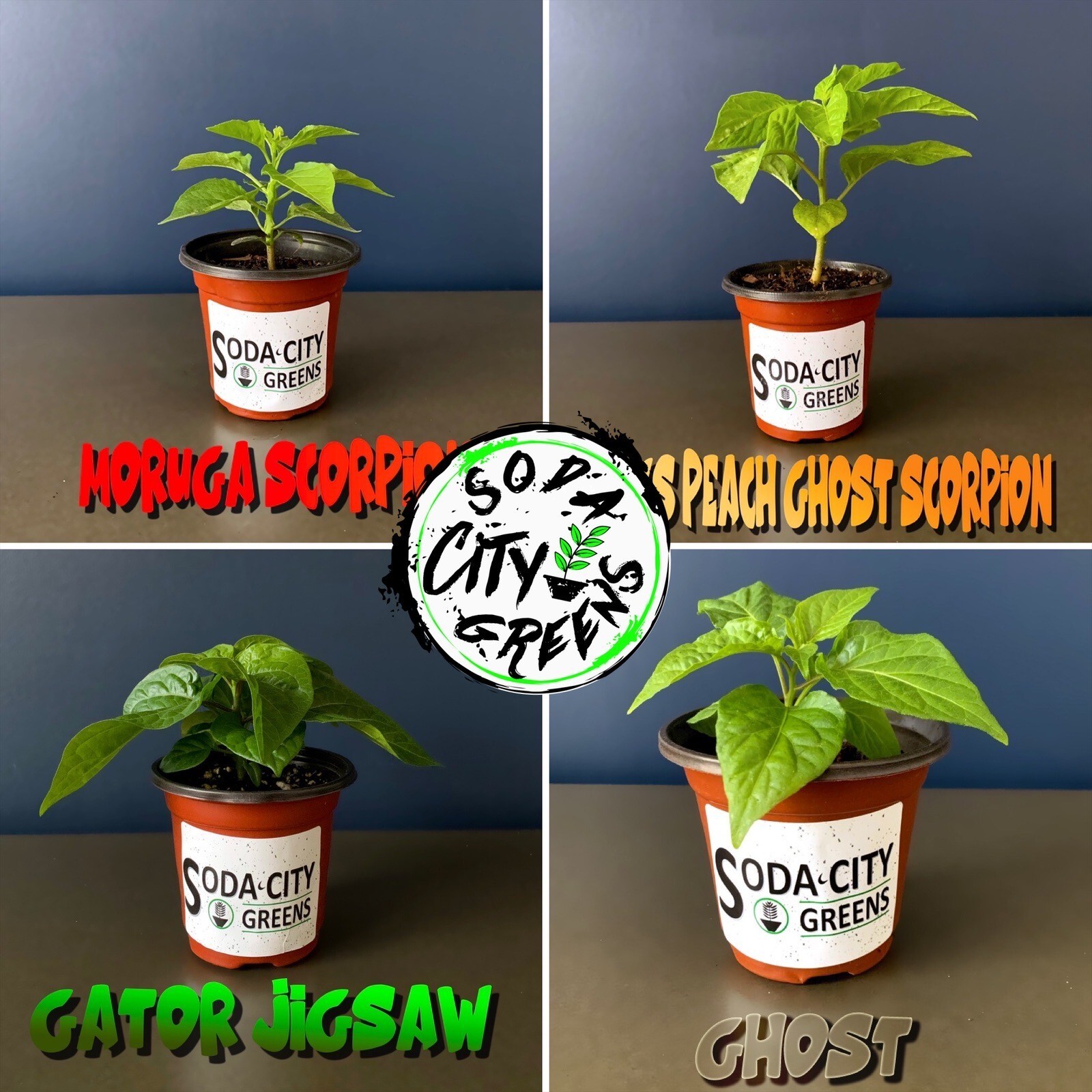 Sart Roloise Tomato Seeds