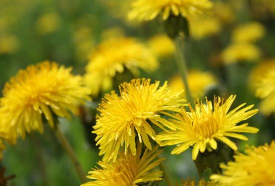 .142g/Over 250 Dandelion Seeds Heirloom NON-GMO, Fresh Seeds for Your Garden