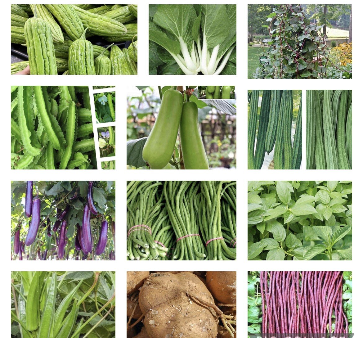 20 Packets Asian/Filipino Vegetable Seeds for Planting. USA SELLER.