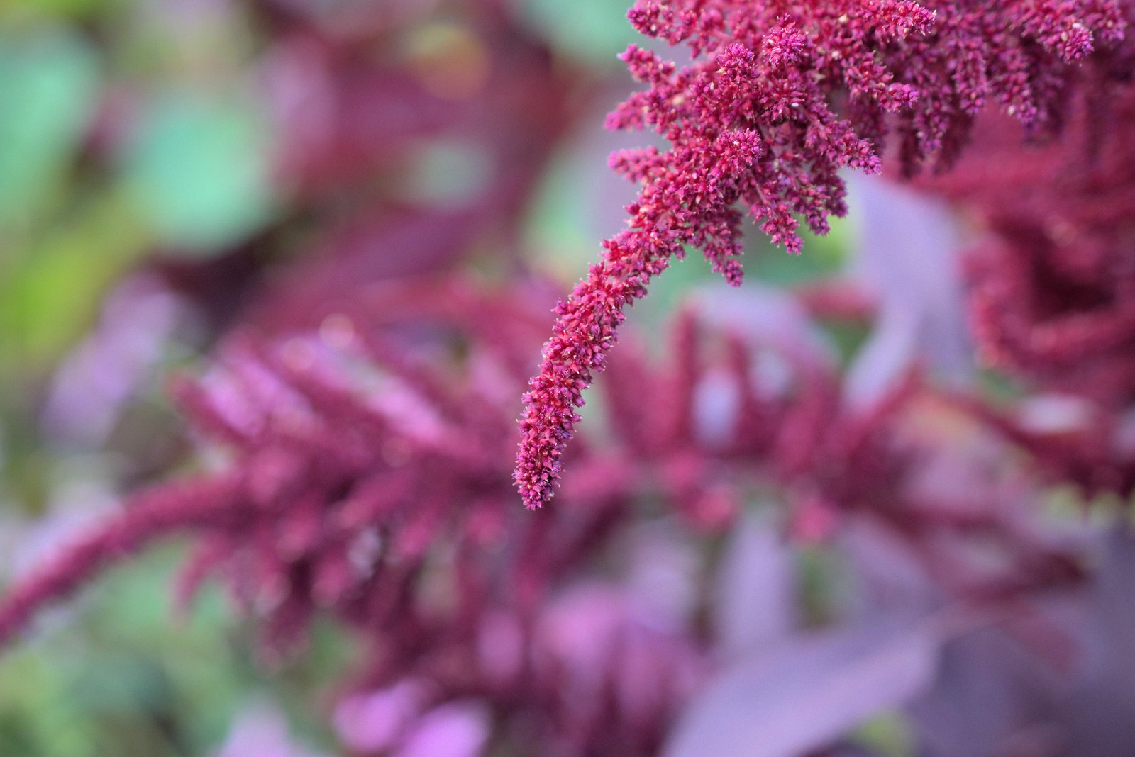 Amaranth, Hopi Red Dye (Amaranthus cruentus)