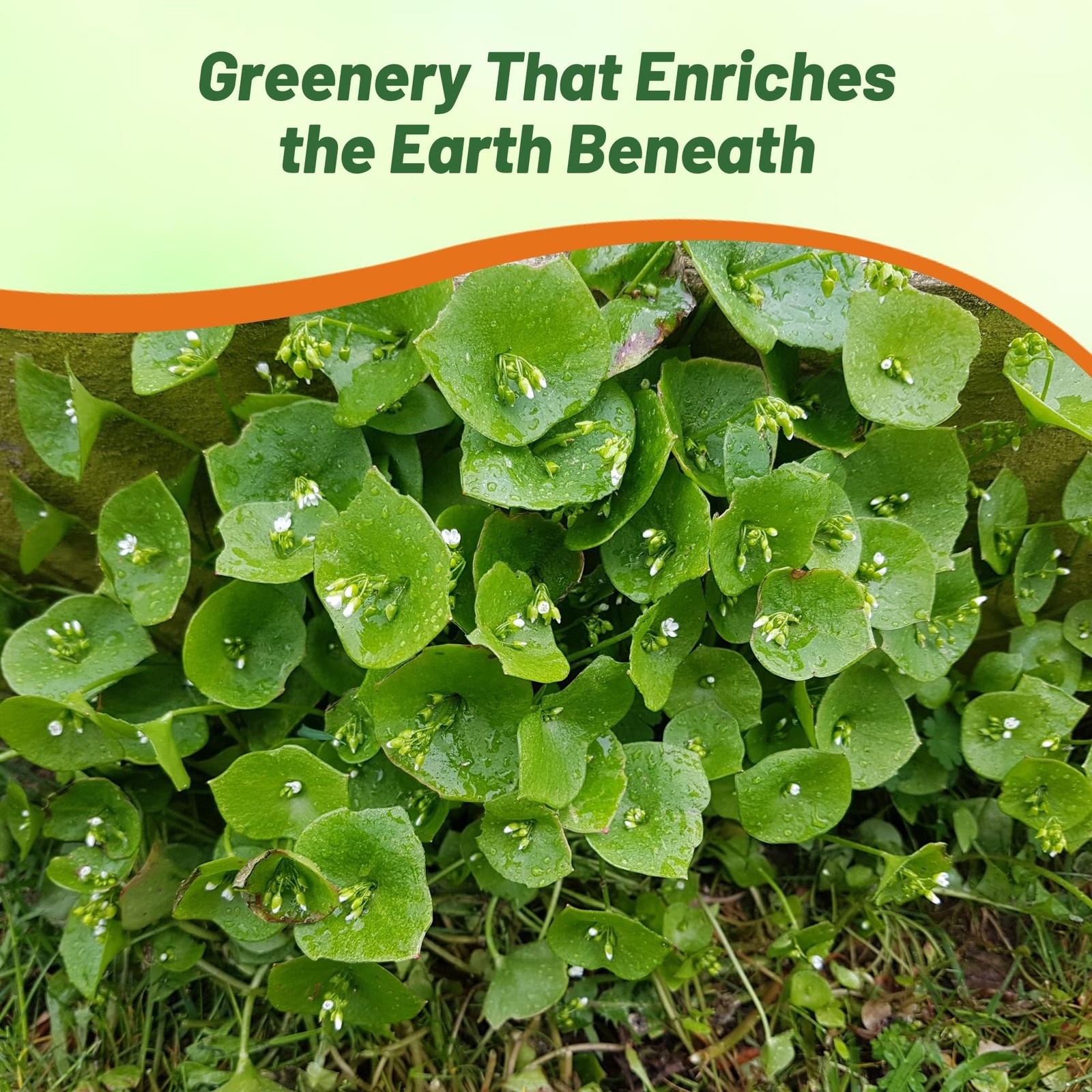 Winter Purslane Seeds 5,000 Pcs, Easy to Grow, NutrientRich for Culinary Use