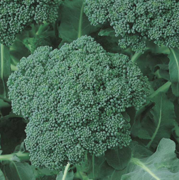 GREEN SPROUTING CALABRESE BROCCOLI – ORGANIC – 100 SEEDS