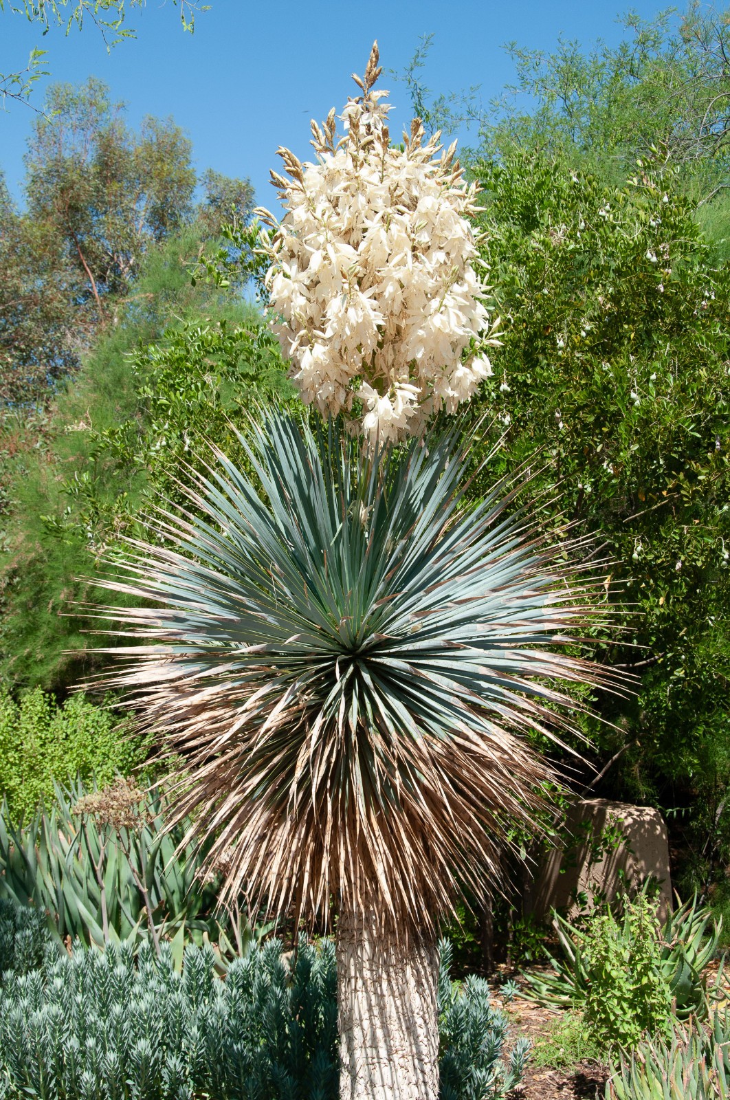 Yuca Elata 10 Seeds Free Shipping!