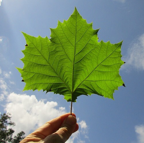 American Sycamore Seeds, (Platanus occidentalis) pack of 50 seeds