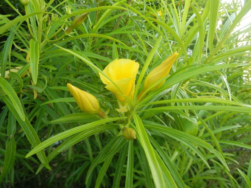 Thevetia Peruviana 4 Seeds, Neriifolia, Cascabela Fragrant Oleander, Shrub Tree