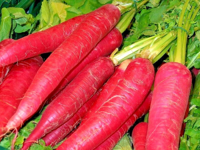 301+CHINA ROSE RADISH Seeds Organic Mild Sweet Microgreens Vegetable Garden Easy