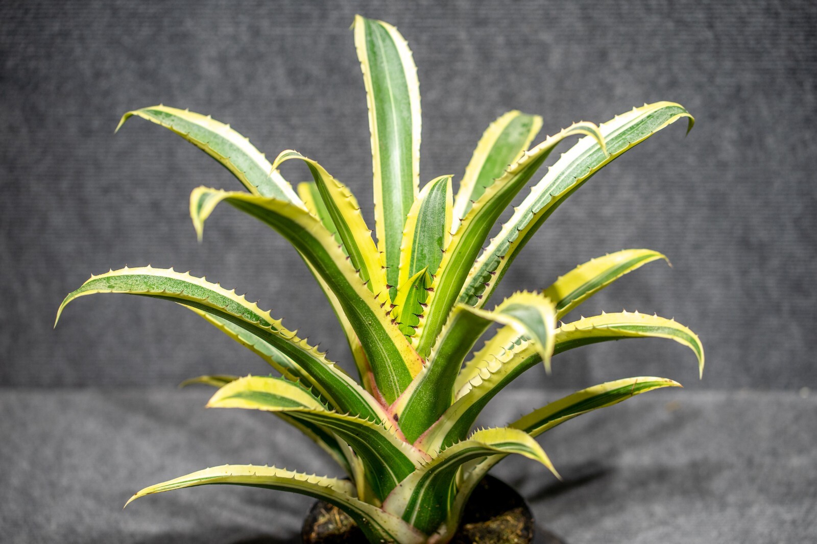 Hohenbergia Edmundoi (Albo) 6″ pot (Super Rare and very limited stock)