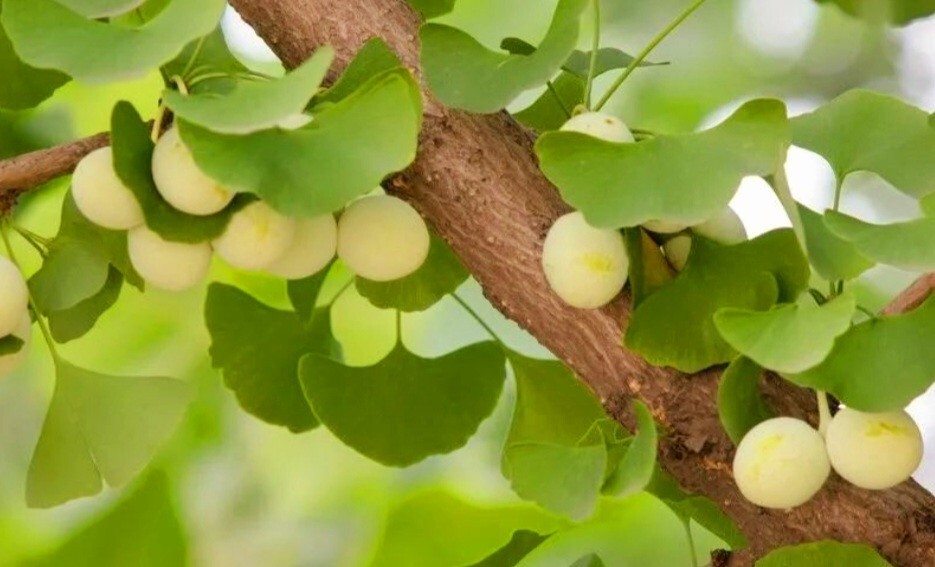 25 Ginkgo Biloba Seeds,Rare Ginkgo Unique Leaves Bright Yellow Maidenhair Tree