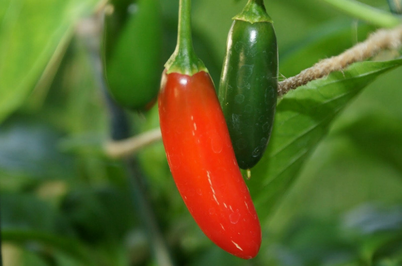 Serrano Pepper Seeds- 50+ 2021 Seeds $1.69 Max S/H