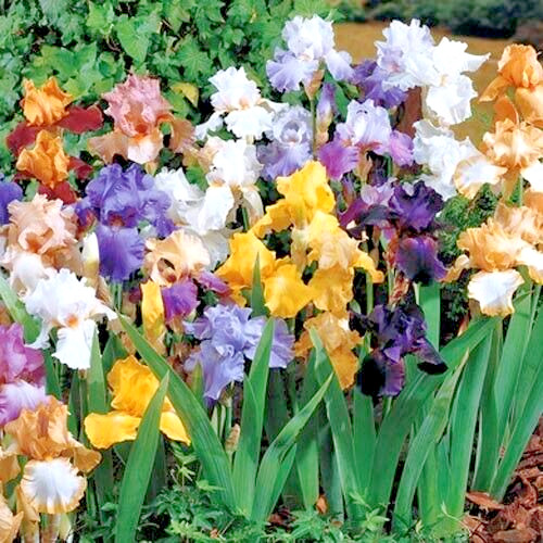Bearded Iris Mixed 5 Flower Plant Bulb Bare Root Purple White Orange Red Yellow