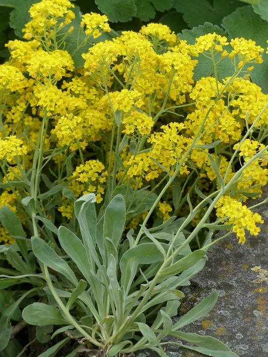 300 seeds Basket of Gold Alyssum Aurinia organic Perennial Yellow +gift