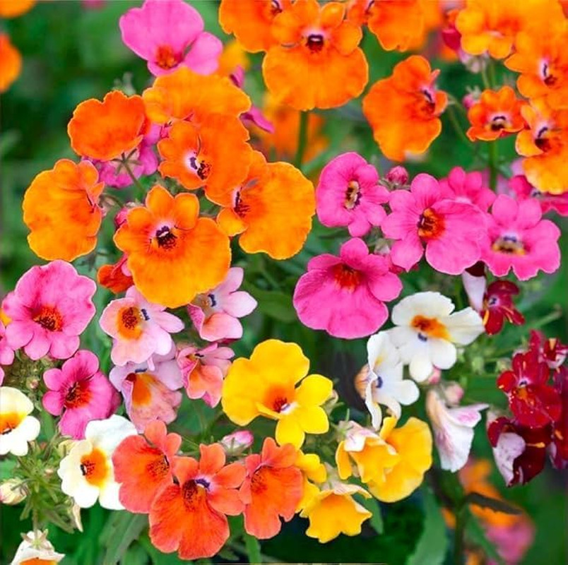 300Pcs Nemesia Galaxy Flower Seeds for Planting – Vibrant Color Mix, Long Bloomi
