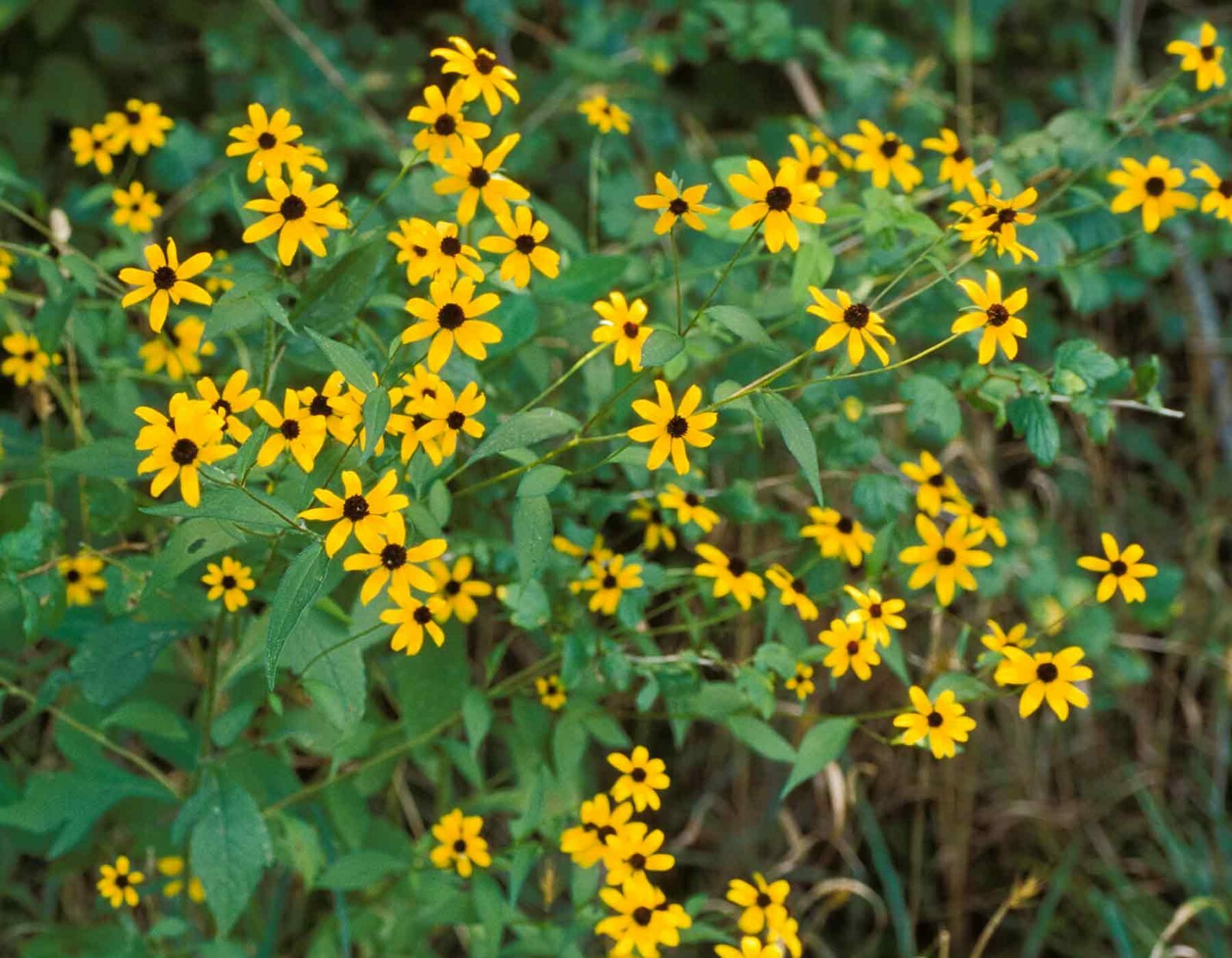 201+BROWN EYED SUSAN Seeds Branched Coneflower Perennial Native Wildflower Bushy