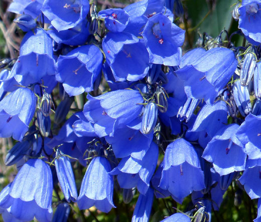 CANTERBURY BELLS BLUE Campanula Medium – 500 Bulk Seeds