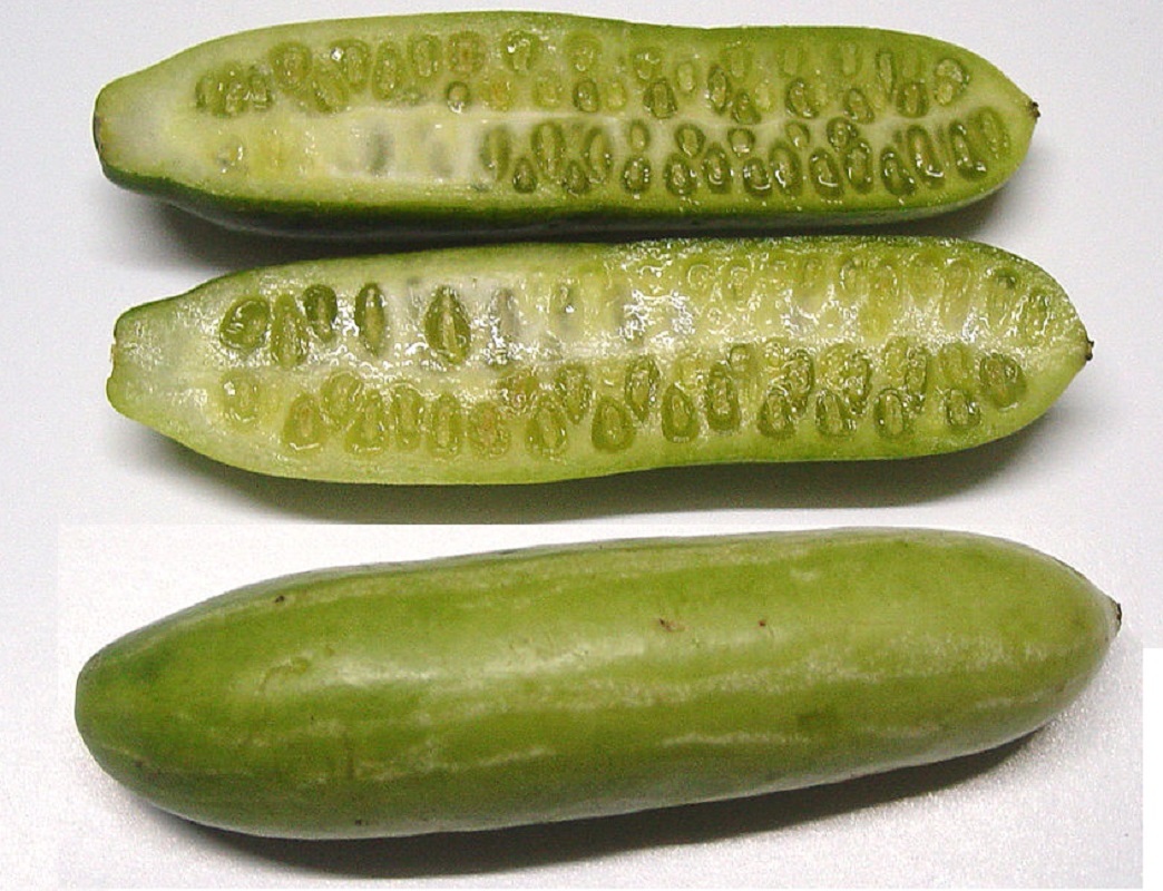 ~IVY GOURD~ Coccinia Grandis Scarlet Gourd Tindora Tropical Vine 30 Fresh Seeds