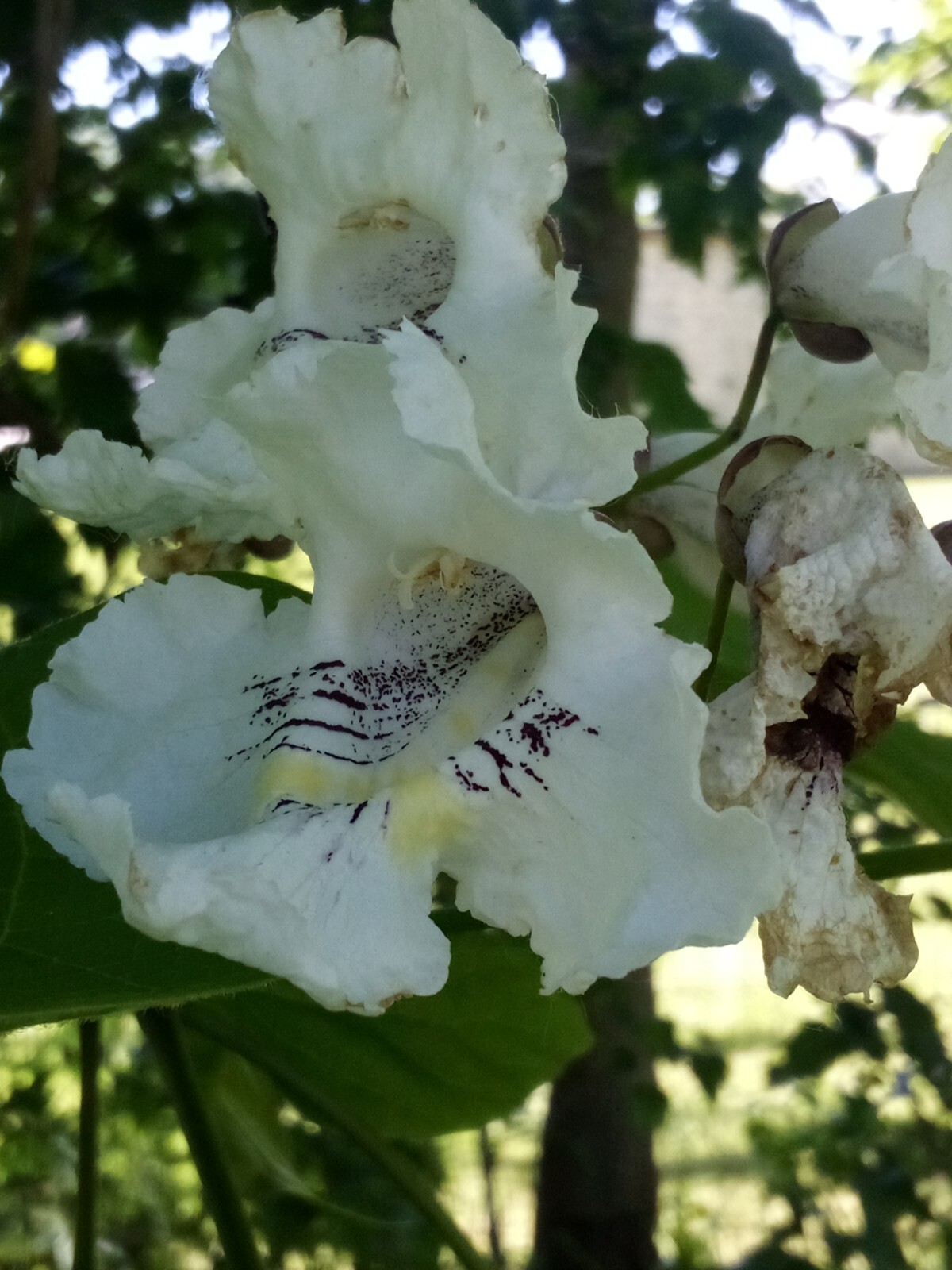 20 SEEDS NORTHERN CATALPA TREE CATALPA SPECIOSA