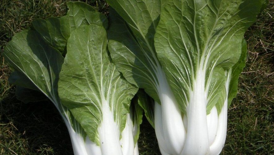 200+ Cabbage Seeds – Pak Choi White Stem Chinese — Heirloom — NON GMO — FRESH