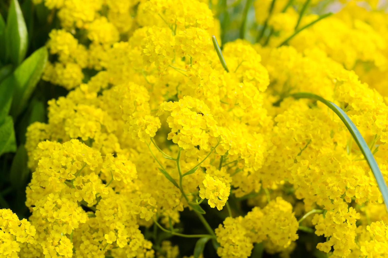 Basket of Gold Alyssum Seeds (100 Seeds) – Perennial Ground Cover Plant
