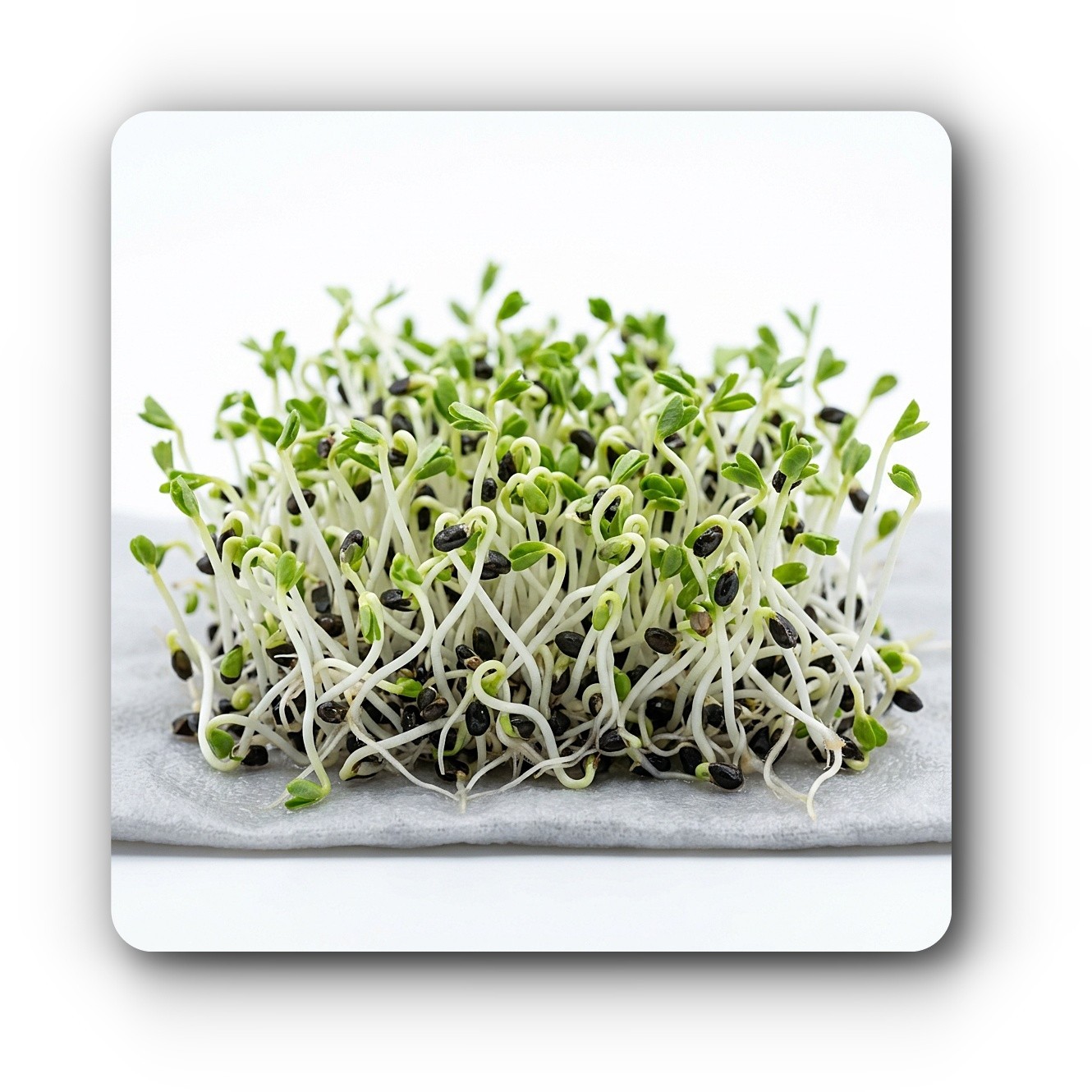 5grams 2500 seeds USA Non-GMO Organic Alfalfa Sprout Microgreens Seeds FREE SHIP