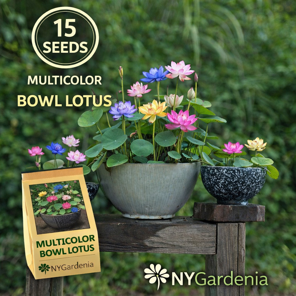 15 Multicolor Bowl Lotus Seeds Water Lily Aquatic Plant Easy Grow