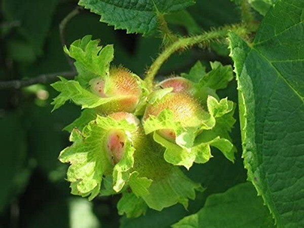 Corylus americana | American Hazelnut | 10 seeds