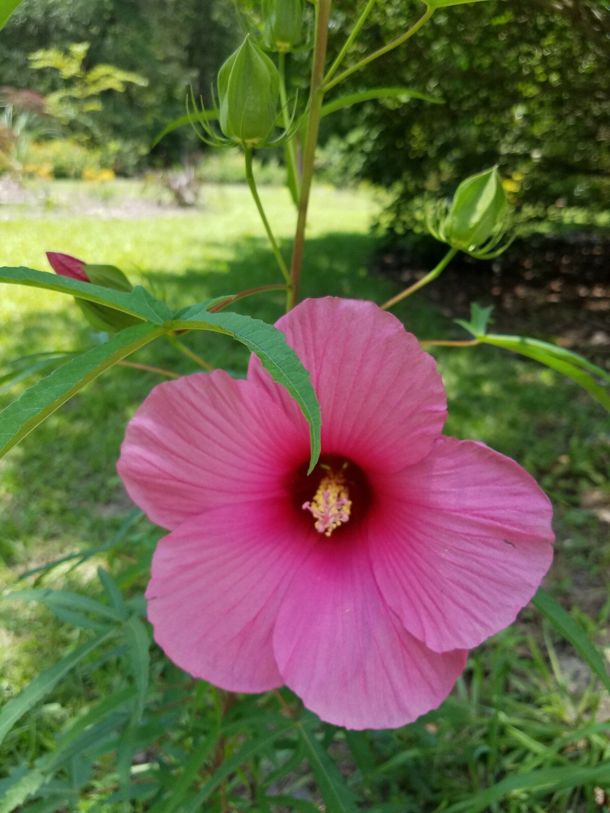 Hibiscus laevis LUFKIN RED HALBERD LEAVED HIBISCUS Seeds!