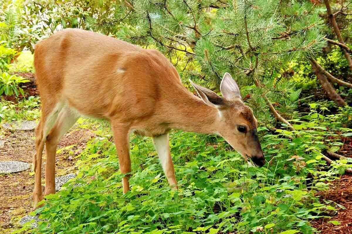 2001+DEER PROOF Native Wildflower Mix 15 Different Flowering Annual Perennial