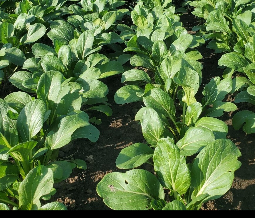 Yu Choy Sum (Jung Green) Seeds