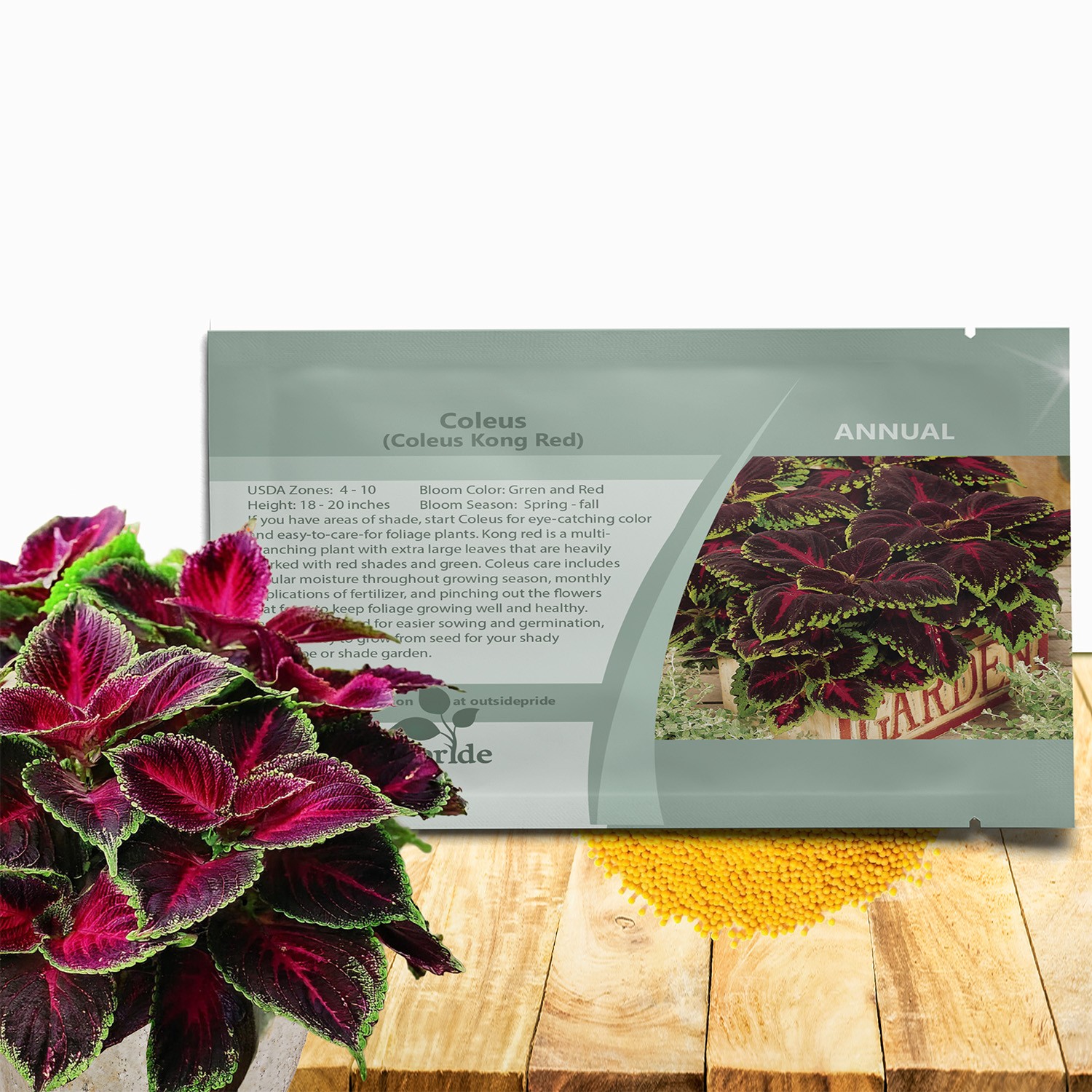 20 Seeds Red Coleus Foliage Plant Seed – Coleus Red Kong Flower Seed