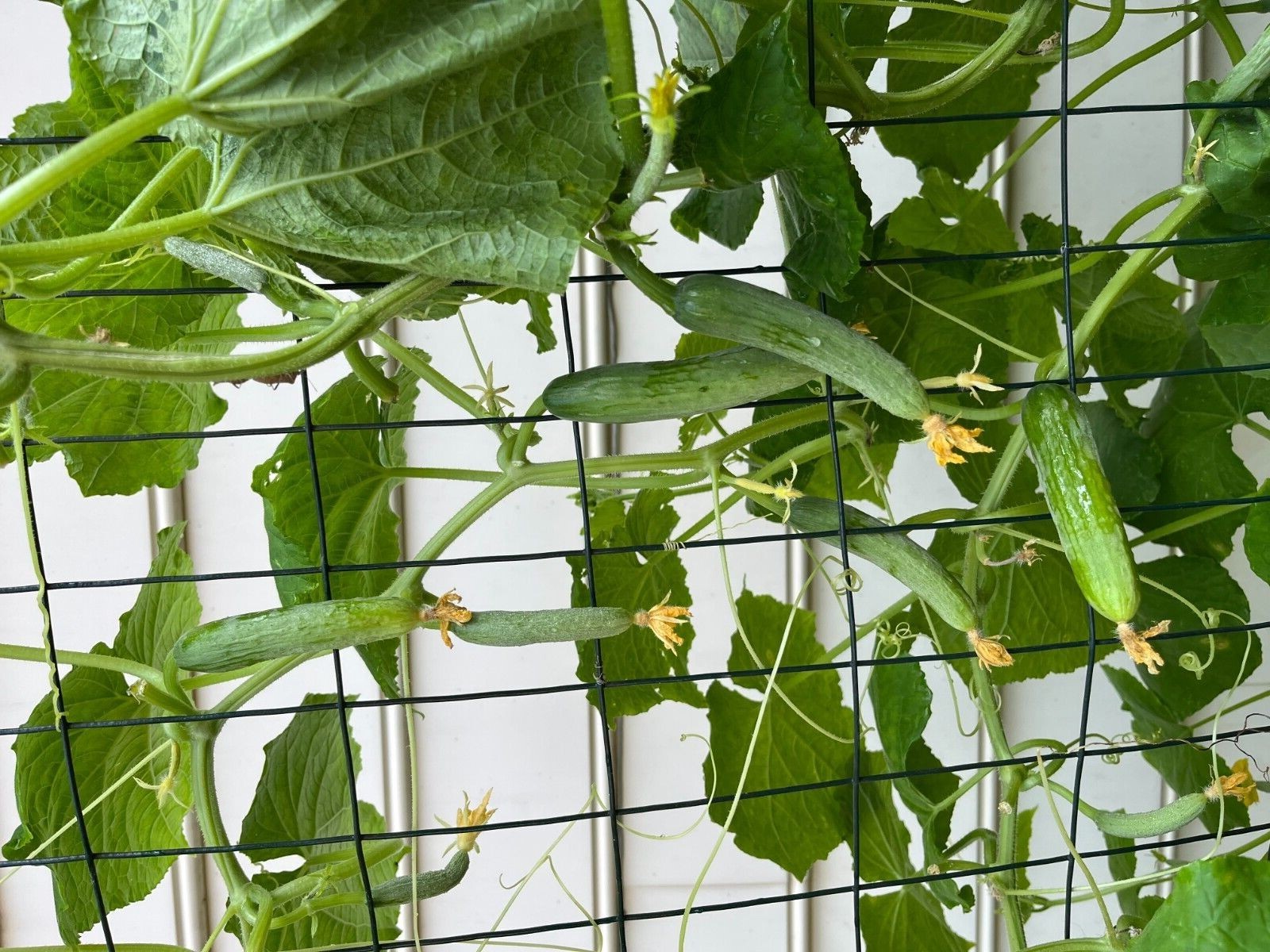 25 MANNY F1 Beit-Alfa Cucumber Seeds One bag of 25 seeds. FREE SHIPPING