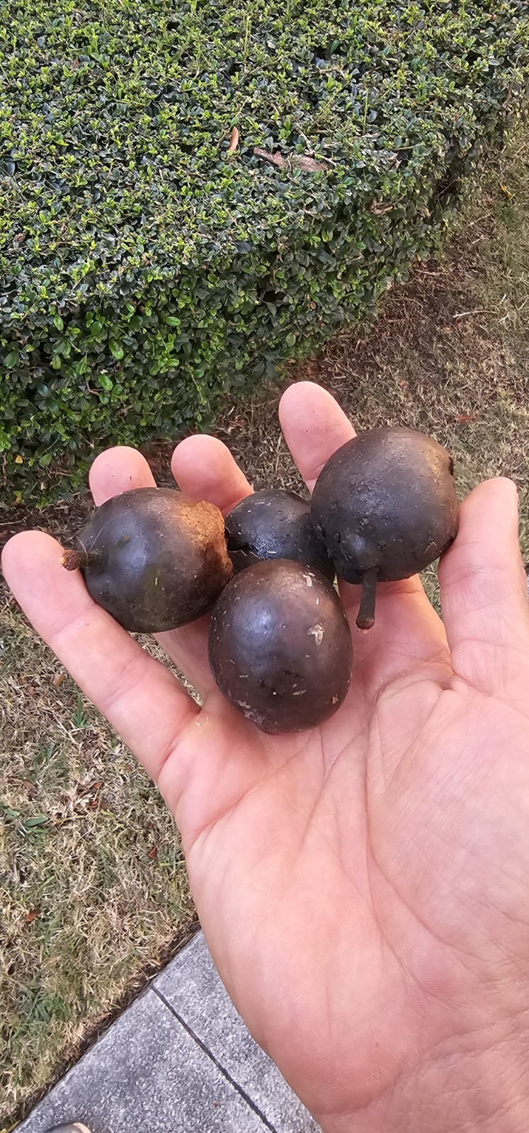 Silver Bismarck Palm Tree Seeds – 25 Florida Bismarkia Nobolis 2026 harvest
