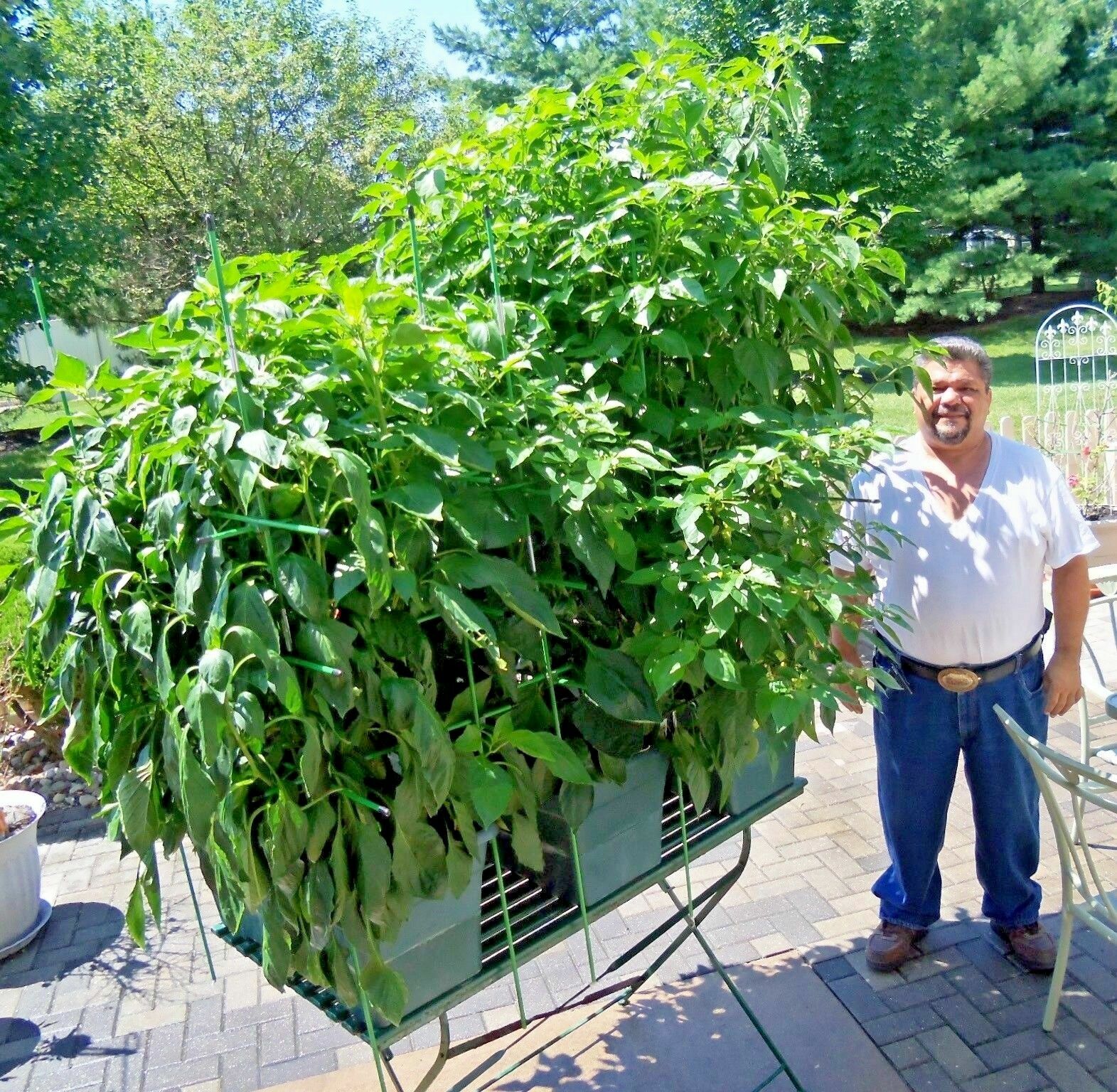 PURPLE CAYENNE pepper seeds NON-GMO big color big flavor BRIGHTEN UP YOUR SALSAS