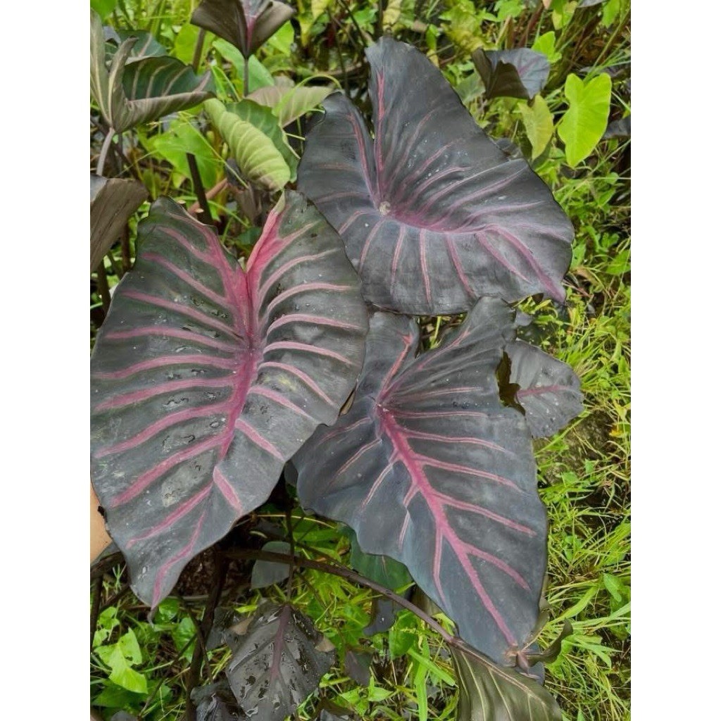 AUTHENTIC Colocasia Grail of Blood 1 bulb