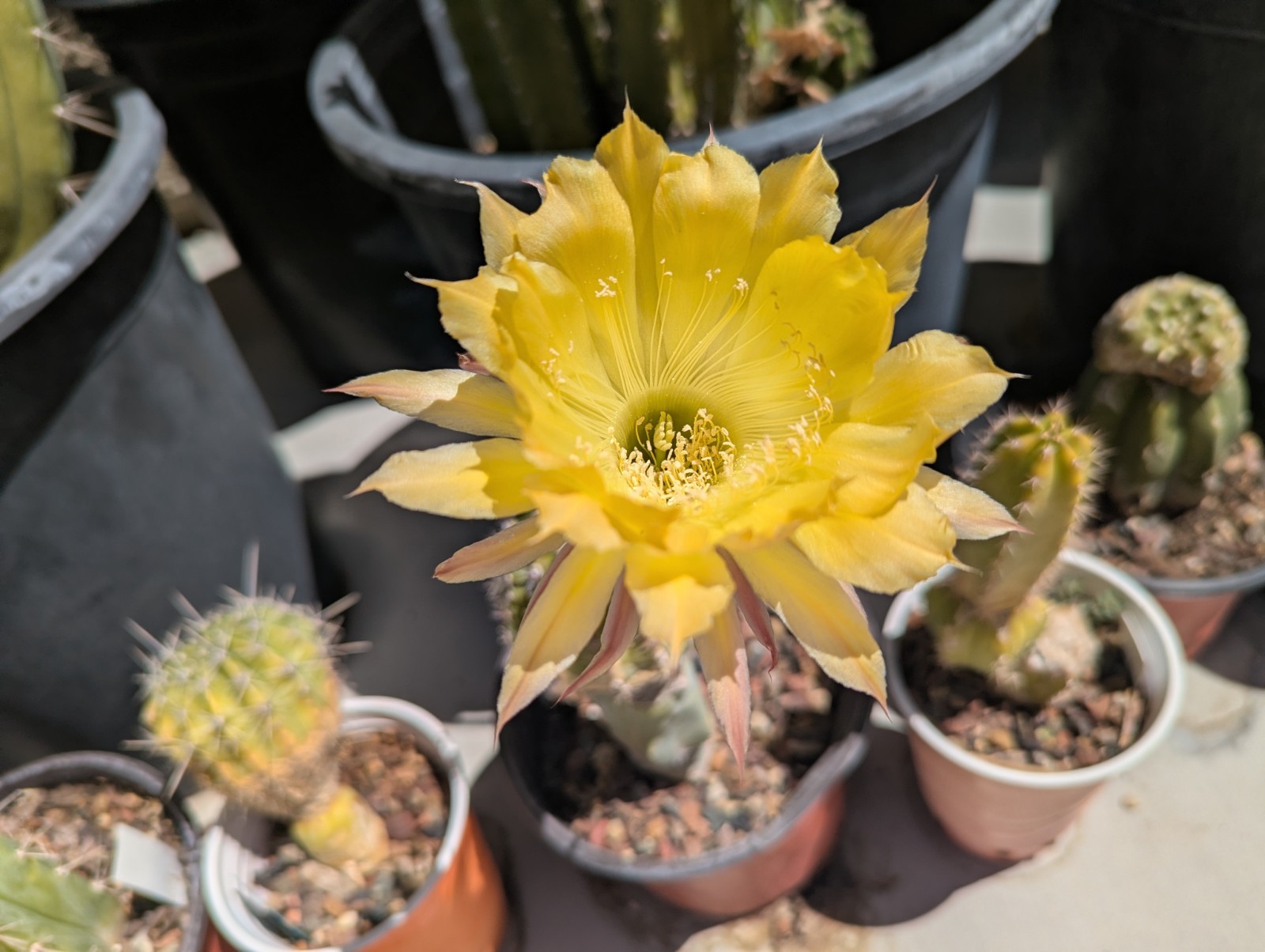 Echinopsis cactus hybrid ‘Candlelight’ 2x Rooted Pups